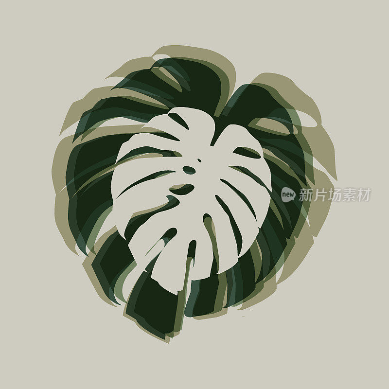 Monstera deliciosa热带叶背景